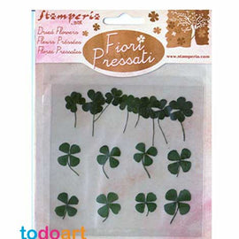 pressed dried flowers